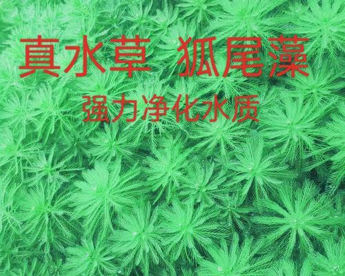 净水植物的选择和作用是什么？
