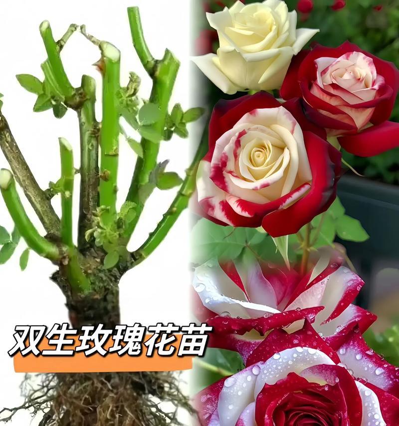白玫瑰的红牡丹是什么意思？红牡丹的花语是什么？