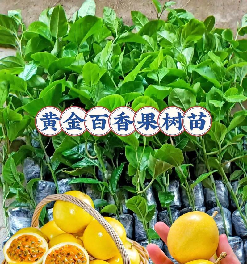 百合农场的百香果种植方法是什么？如何提高产量和品质？