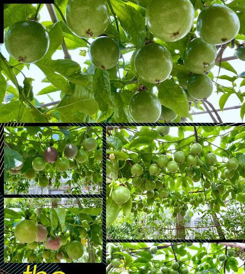 百合农场的百香果种植方法是什么？如何提高产量和品质？