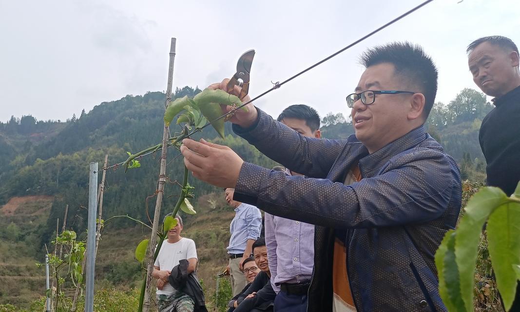 百合农场的百香果种植方法是什么？如何提高产量和品质？