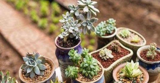 蛋龟适合哪些植物盆栽？如何搭配？