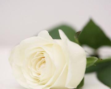 独赏一朵白玫瑰代表什么？它的花语含义是什么？