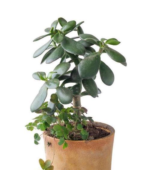 又高又大的植物有哪些？它们的特点是什么？