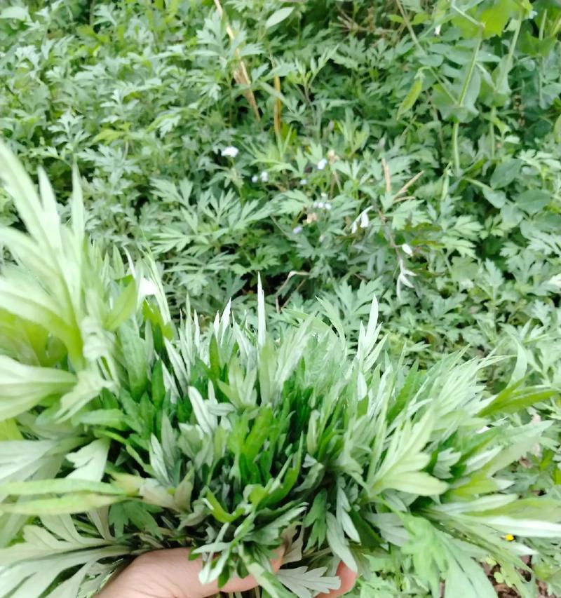 艾叶在植物分类中属于哪一类？