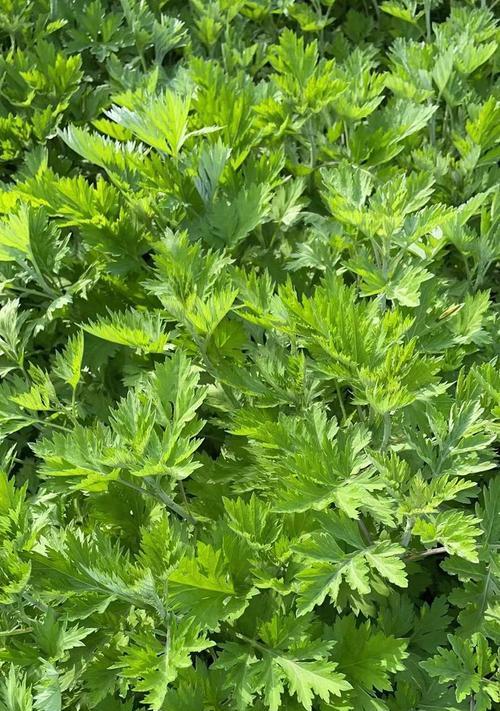 艾叶在植物分类中属于哪一类？