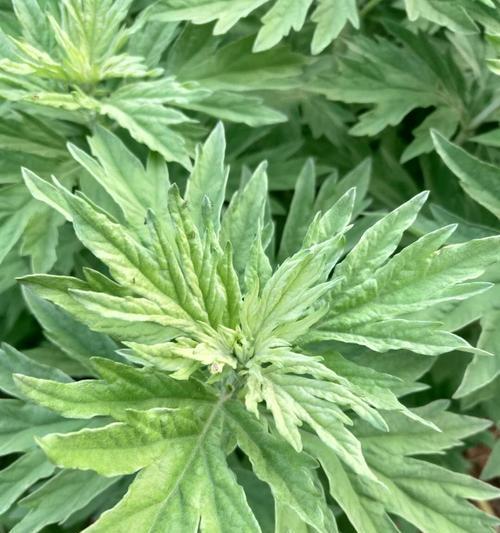 艾叶在植物分类中属于哪一类？