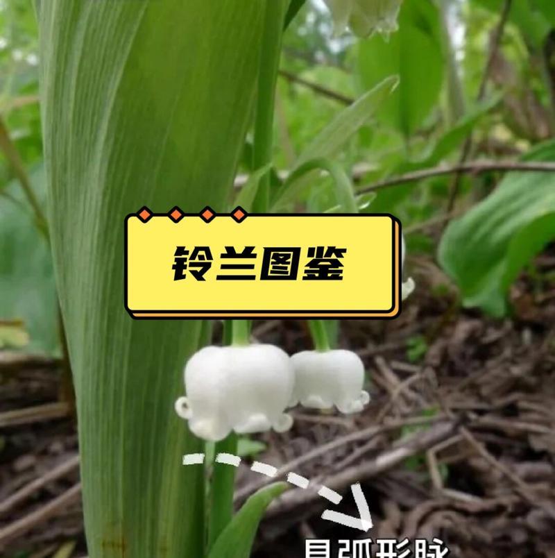 铃兰配百合的花语是什么？它们共同表达了什么？