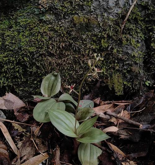 兰科植物有哪些特征？兰科植物的分类依据是什么？