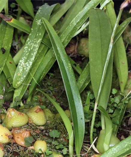 兰科植物有哪些特征？兰科植物的分类依据是什么？