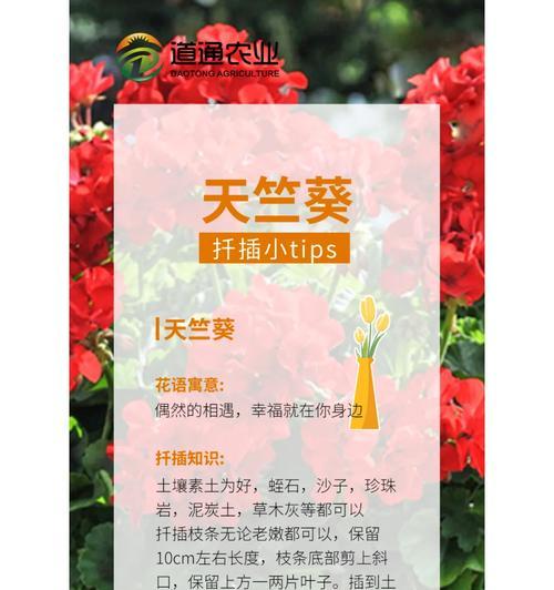 植物扦插的周期通常是多久？如何确保扦插成功？