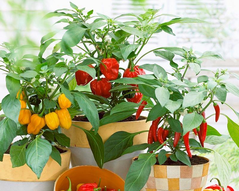 土豆番茄盆栽怎么种植的？盆栽植物有哪些种植技巧？