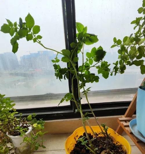 土豆番茄盆栽怎么种植的？盆栽植物有哪些种植技巧？
