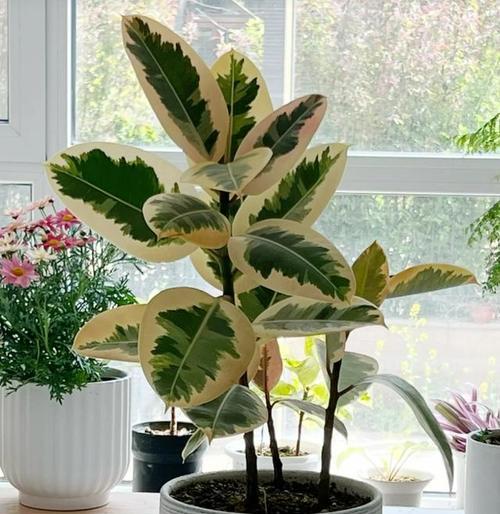 喜阴植物有哪些？如何正确选择？
