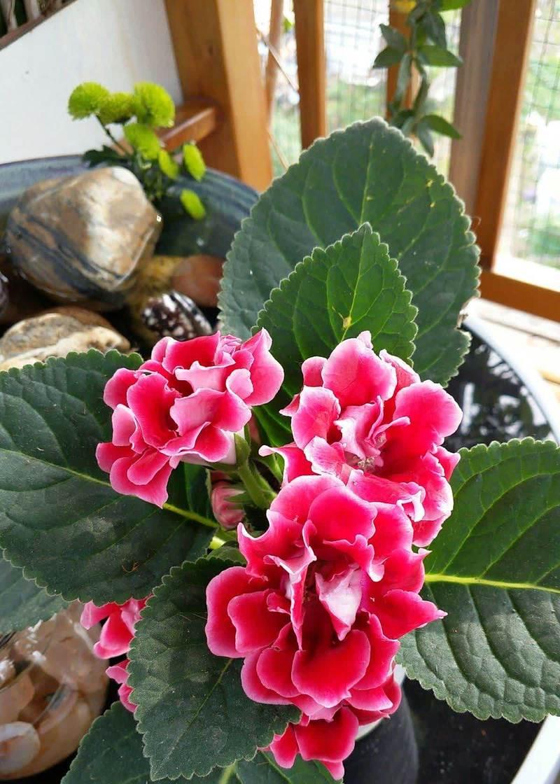 喜阴植物有哪些？如何正确选择？