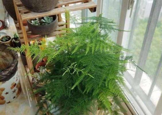 家庭植物有哪些？如何选择适合室内环境的植物？