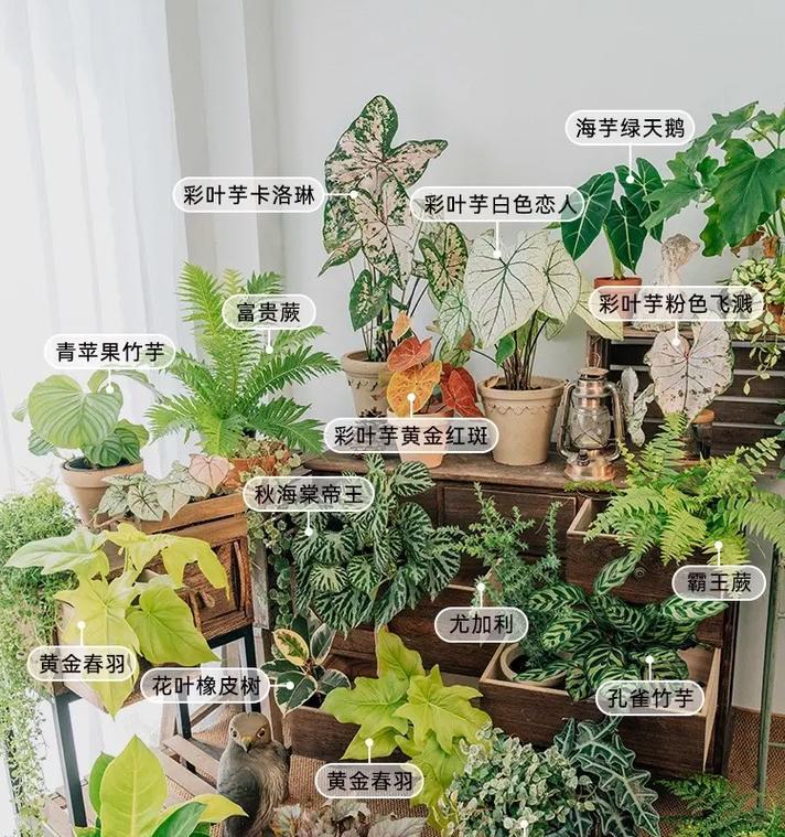 家庭植物有哪些？如何选择适合室内环境的植物？