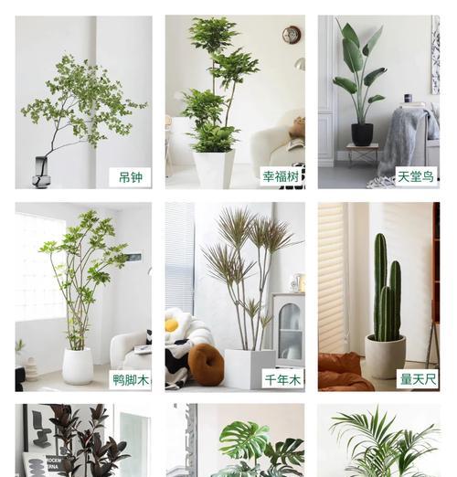 家庭植物有哪些？如何选择适合室内环境的植物？