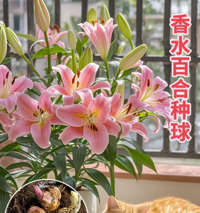 百合豚回答在网络用语中是什么意思？