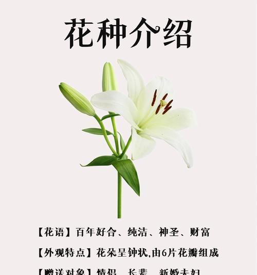 百合豚回答在网络用语中是什么意思？