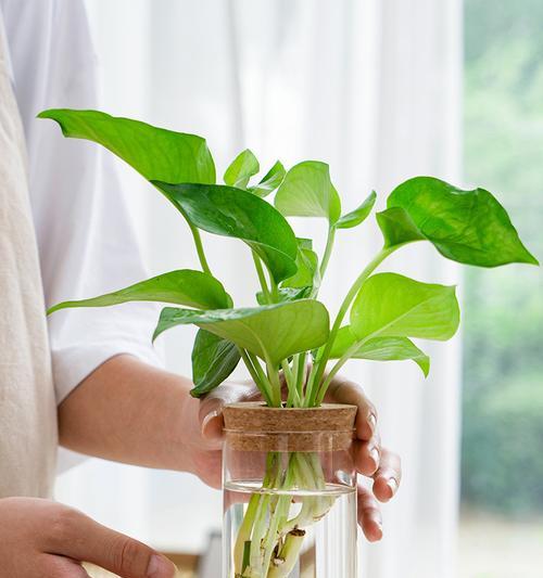 水培花卉有哪些室内水养饰品？如何选择？
