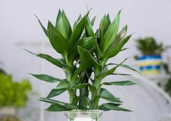 水培花卉有哪些室内水养饰品？如何选择？