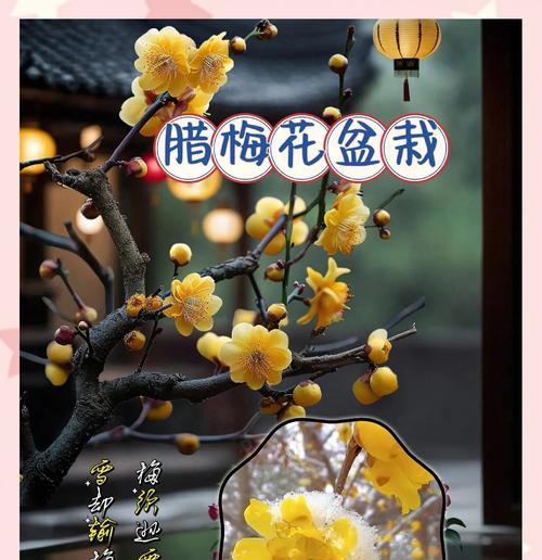 腊梅象征着什么？