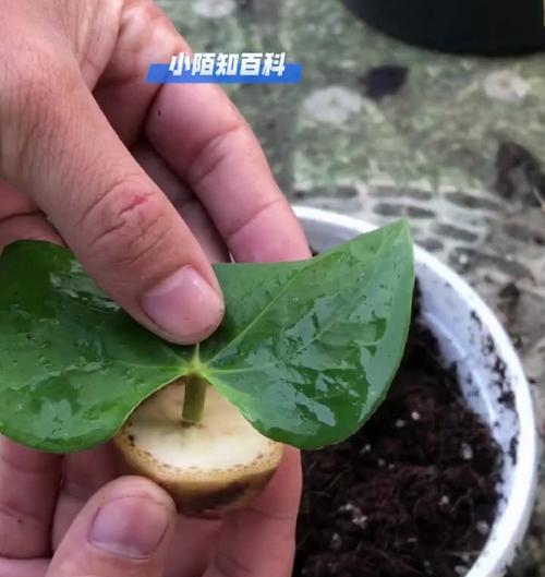 香蕉植物生根需要哪些条件？