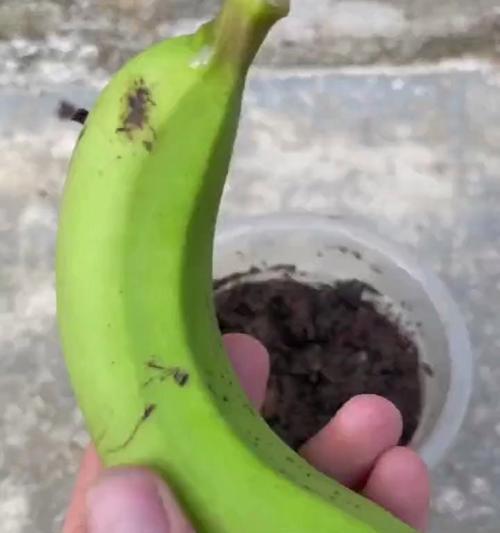 香蕉植物生根需要哪些条件？