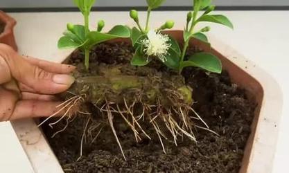 香蕉植物生根需要哪些条件？