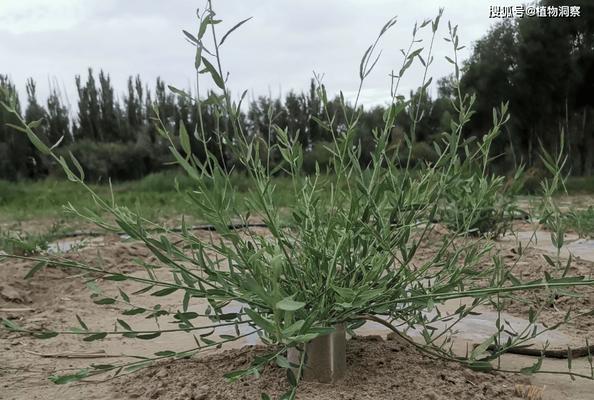 “jiji”指的是哪种植物？