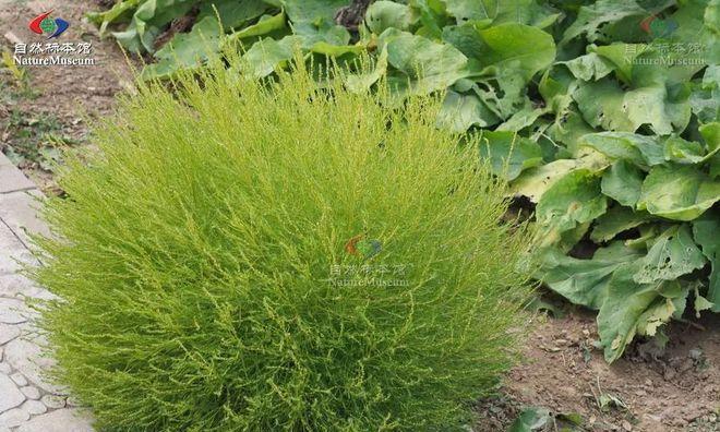 地肤子原植物怎么鉴别？地肤子的识别特征是什么？