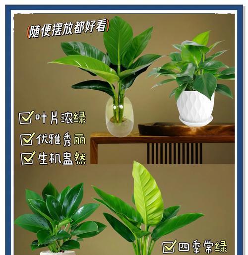 水培盆栽的定义是什么？如何正确养护水培植物？