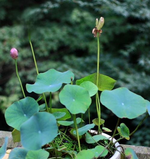 水培盆栽的定义是什么？如何正确养护水培植物？