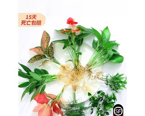 水培盆栽的定义是什么？如何正确养护水培植物？