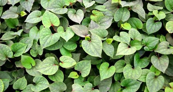 韧劲很强的植物是什么植物？韧劲植物的特性是什么？