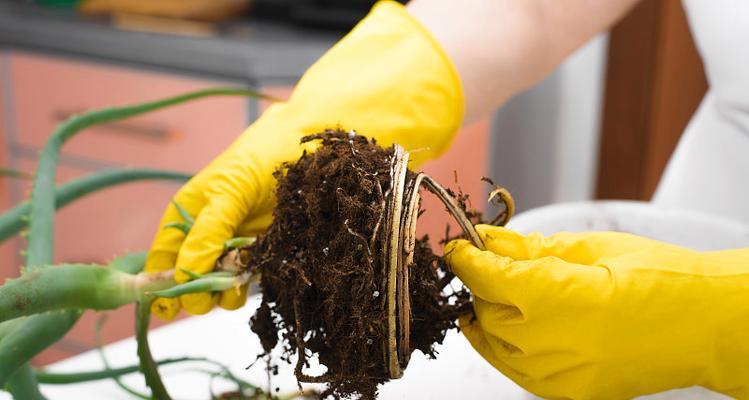植物移植的正确方法是什么？移植后如何护理？