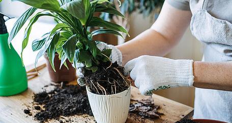 植物移植的正确方法是什么？移植后如何护理？
