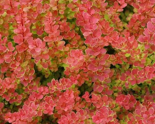 不落叶灌木花卉有哪些品种？它们的养护要点是什么？