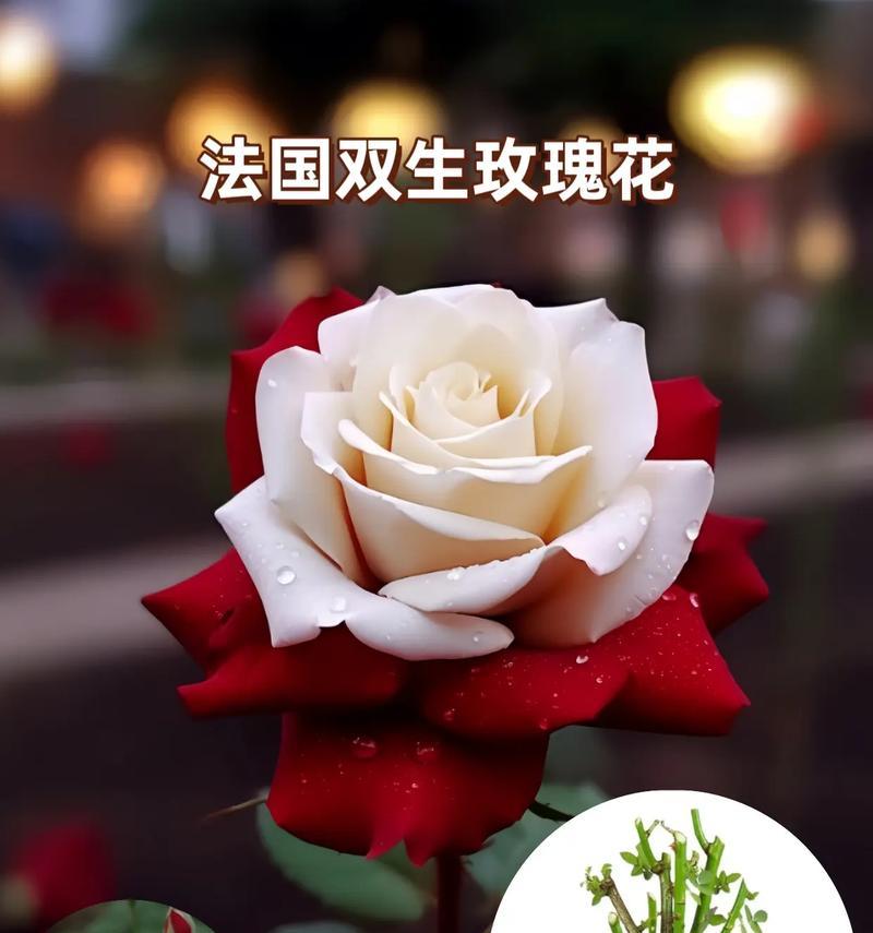 不同颜色玫瑰花的综合寓意是什么？