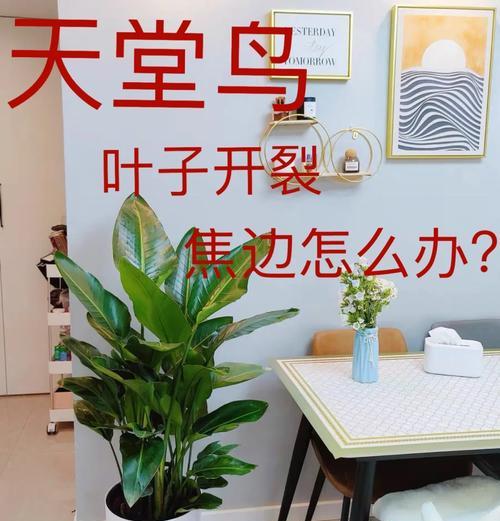 哪些植物的叶子不宜喷水？原因是什么？