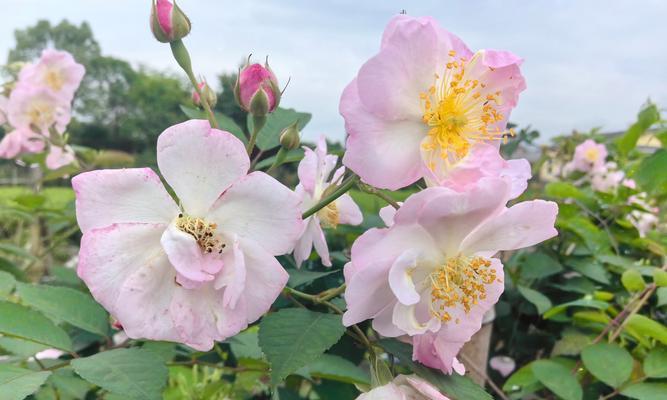 小陈送玫瑰花的含义是什么？它表达了什么情感？