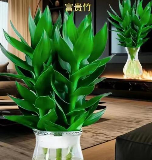 送领导什么小盆栽合适？有哪些寓意好的选择？