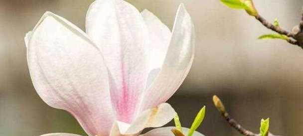 木兰花的花语是什么？它代表了什么情感？