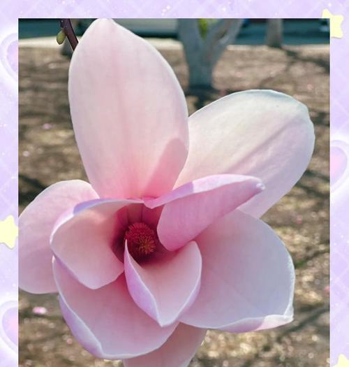 木兰花的花语是什么？它代表了什么情感？