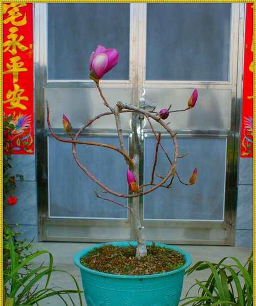木兰花的花语是什么？它代表了什么情感？