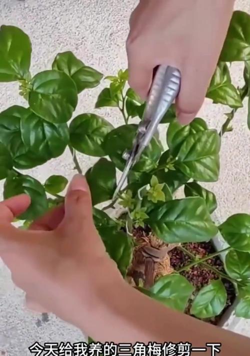 秋季需要修剪哪些花卉？修剪的正确方法是什么？
