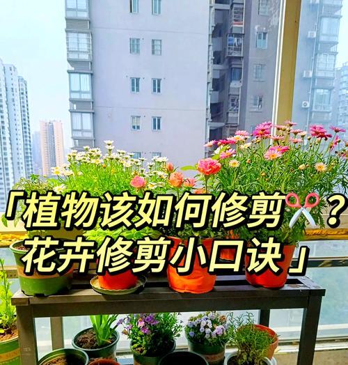 秋季需要修剪哪些花卉？修剪的正确方法是什么？
