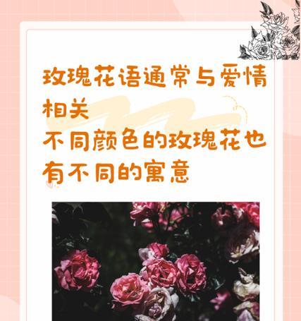 玫瑰花的花语有哪些？不同颜色玫瑰代表什么？