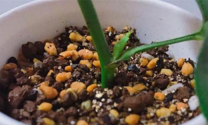 移栽花卉假活的原因有哪些？如何避免这种情况发生？